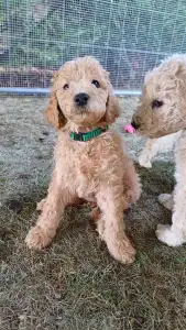 Poodle Standard - Apricot - Green Girl / Zöld Kislány