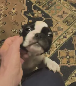 Terrier de Boston - Kabala