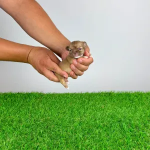 Chihuahua - Kamill