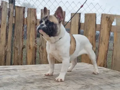 Bulldog francez - Igor "folti"