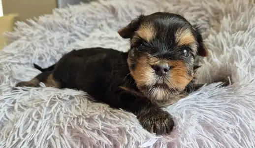 Yorkshire Terrier - Gomez Addams Of Midsummer Nights Miracle 