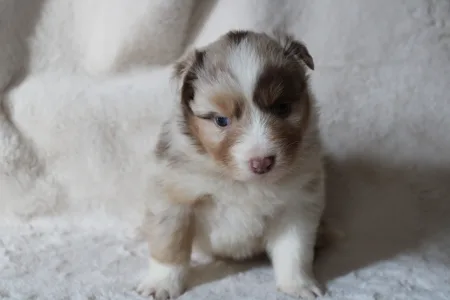 Australian Shepherd - Jamboree 