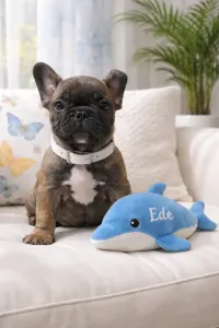 French Bulldog - Ede