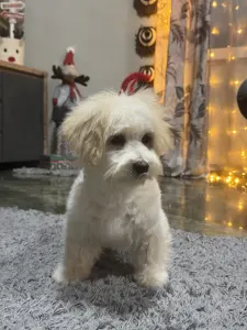 Maltipoo - Bruno
