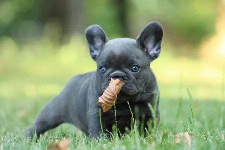 Buldog francuski - Mordály