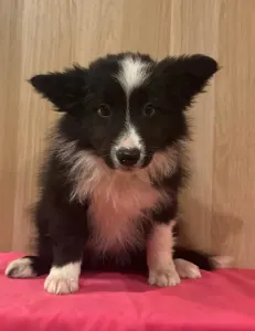 Border Collie - Gvinet