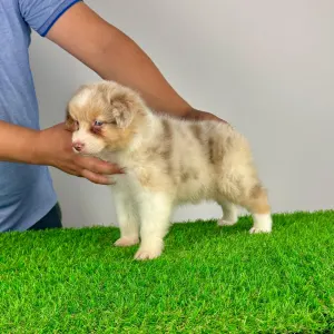 Australian Shepherd - Zetta