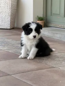 Border collie - Fields Of Treasure Blossom Breeze