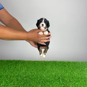 Cavalier King Charles Spaniel - Vibsy