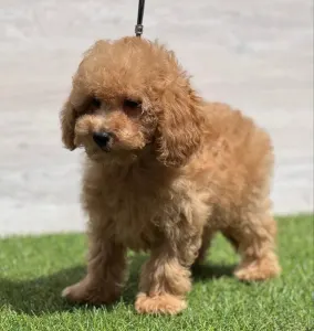 Cavapoo - Nóra