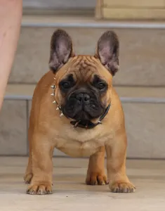 Francia bulldog - Udon