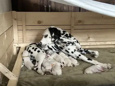 Dalmatinski pas - Arina