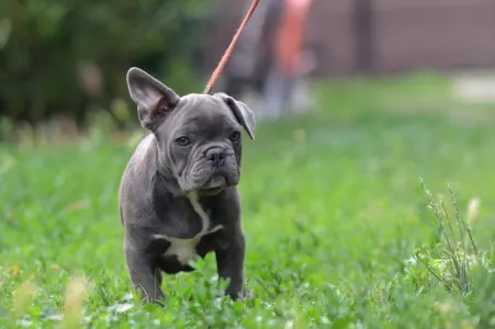 Französische Bulldogge - Magnus
