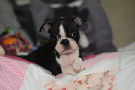 Boston Terrier - Pompás ( Prancer )