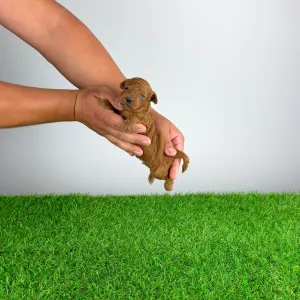 Caniche Nain - Alfino
