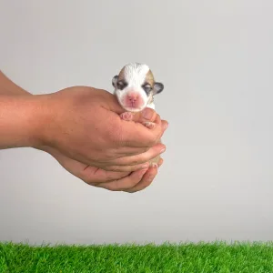 Pembroke Welsh Corgi - Yenna