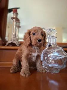 Cavapoo - Cavapoo M