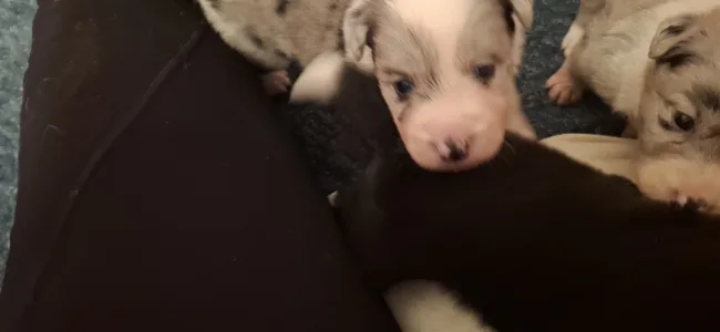 Border Collie - Frenklin