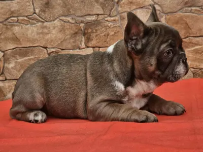 Französische Bulldogge - Dante