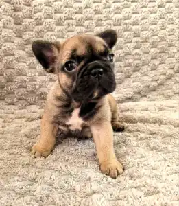 Französische Bulldogge - Miora Frenchie Summer