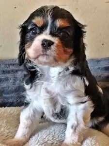 Cavalier King Charles Spaniel - Jade