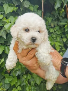 Bichon à poil frisé - Wigo