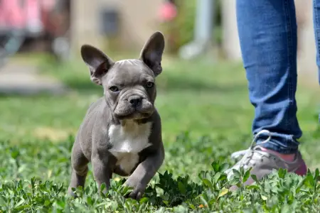Francia bulldog - Montclair