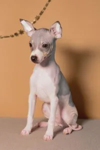 American Hairless Terrier - Aura Belle