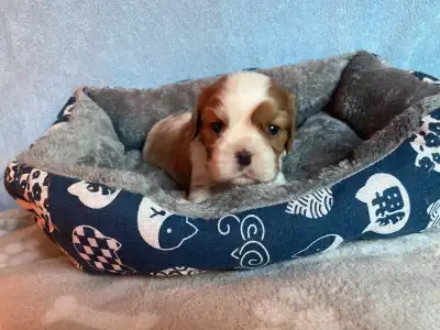 Cavalier King Charles Spaniel - Bentley