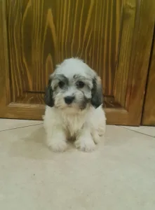 Havanese - Tina