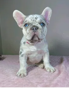 French Bulldog - Anastasia