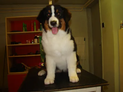 Ausztrál juhászkutya - Dixike