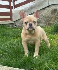 Bouledogue français - Georgina 