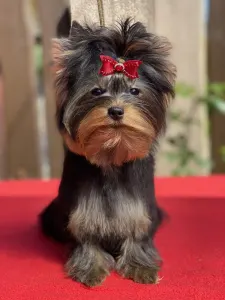 Yorkshire Terrier - Wilson