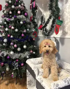 Közép uszkár - Fairytail World Cindy Lou