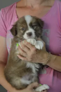 Border Collie - Milka/ Chocolate Sable Szuka
