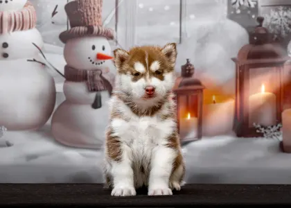 Husky siberian - Orange