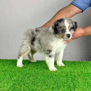 Australian Shepherd - Vonny