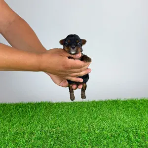 Yorkshire Terrier - Boovy