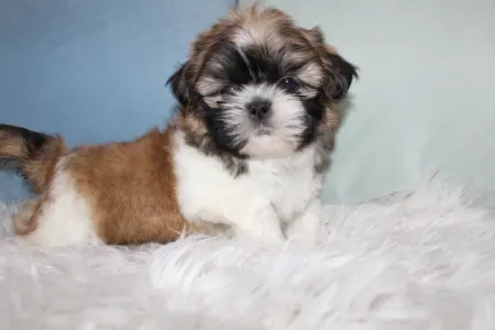 Shih Tzu - Arthur