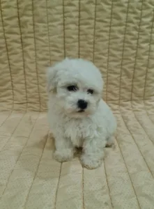 Bichon frisé - Ethan