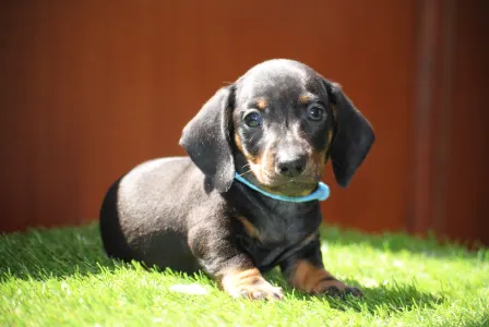 Dachshund - Oscar
