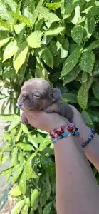 Francia bulldog - Holly 