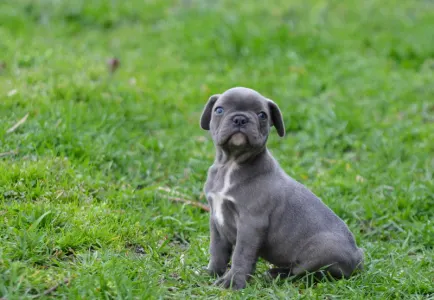 French Bulldog - Magnus