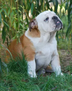 Bulldog - Rengőhegyi-ormán Desiree
