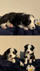 Border Collie - Fields Of Treasure Breath Of Fame