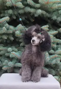 Poodle Toy - Disney Dream Odett