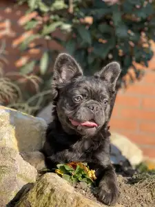 French Bulldog - Reese