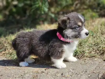 Welsh Corgi Pembroke - Léna