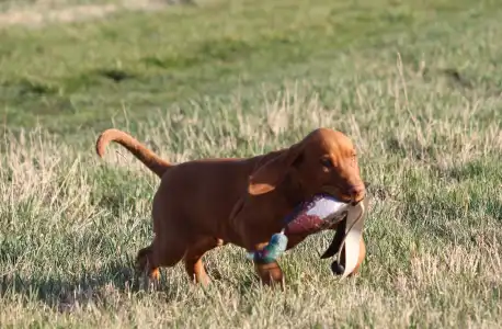 Kurzhaariger Ungarischer Vorstehhund - Pörgelóci Schelby